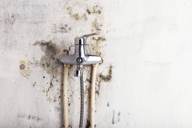 Best Mold Damage Repair  in Sherwood, AR