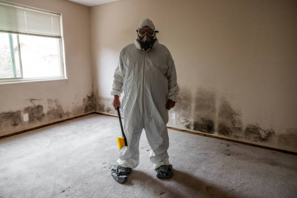 Best Black Mold Removal  in Sherwood, AR