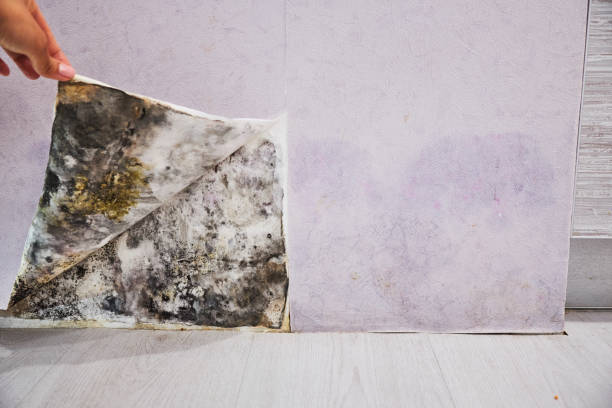 Sherwood, AR Mold Removal Company